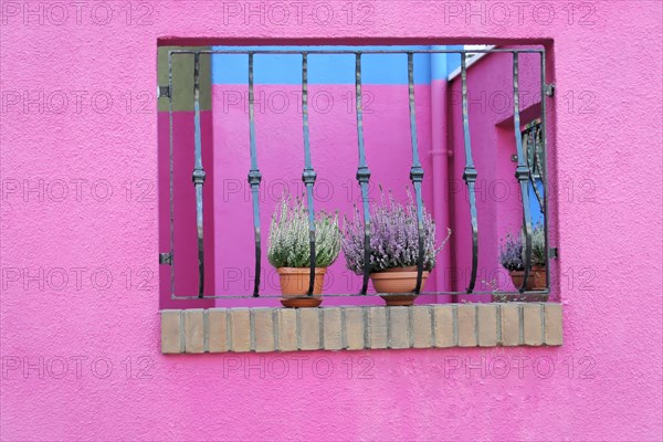 Colourful houses, Burano, Burano Island, Window lattice with purple flower pots in front of a pink wall reflects the sky, Burano, Venice, Veneto, Italy, Europe
