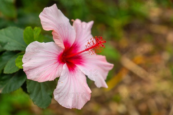 A pink flower with a red center. The flower is in the foreground and the background is green