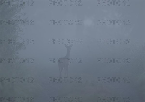 European roe deer (Capreolus capreolus), young roebuck standing on a path and looking attentively, in front of sunrise, wildlife, Lower Saxony, Germany, Europe