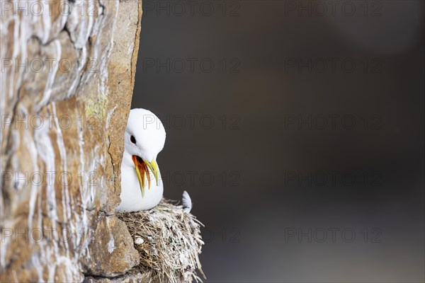 Black-legged kittiwake (Rissa tridactyla) sitting and panting on nest, Varanger, Finnmark, Norway, Europe