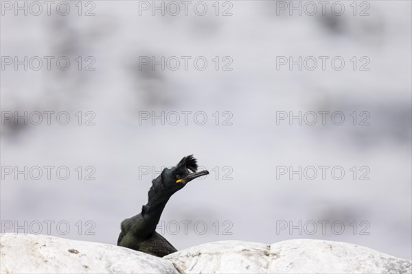 Common shag (Phalacrocorax aristotelis) with forehead quill raised during the breeding season, Hornoya Island, Vardo, Varanger, Finnmark, Norway, Europe