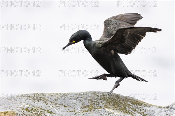 Common shag (Phalacrocorax aristotelis) hopping on a rock, Hornoya Island, Vardo, Varanger, Finnmark, Norway, Europe