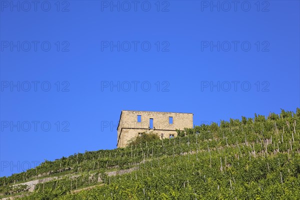 Yburg, Y-Burg, Yberg, Eibenburg, ruins of a hillside castle, historic building, built in the early 14th century, excursion destination, vineyard, Stetten vineyards, plants, Kernen im Remstal, Rems-Murr-Kreis, Baden-Wuerttemberg, Germany, Europe