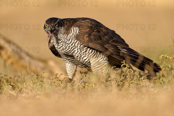 Male northern goshawk (Accipiter gentilis), crested, Agramunt, Catalonia, Spain, Europe