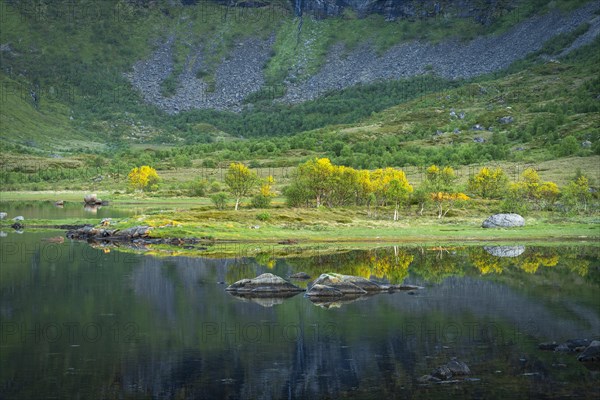 Landscape on the Lofoten Islands with a lake and birch trees. The landscape is reflected in the water. The sun shines on the trees at night. At night at the time of the midnight sun in good weather. Vestvagoya, Lofoten, Norway, Europe