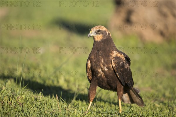 Western marsh-harrier (Circus aeruginosus), Extremadura, Castilla La Mancha, Spain, Europe