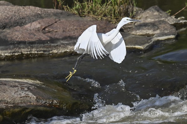 Cattle Egret Cattle Egret (Bubulcus ibis), Mziki Private Game Reserve, North West Province, South Africa, Africa