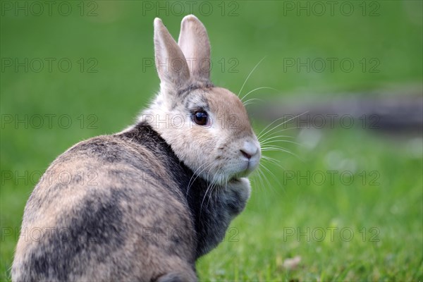 Rabbit (Oryctolagus cuniculus domestica), portrait, meadow, looking, A cute rabbit sits in the grass and looks around