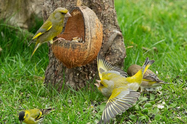 Greenfinch two birds sitting on feeding dish right looking and with open beak and open wings flying to feeding dish left looking