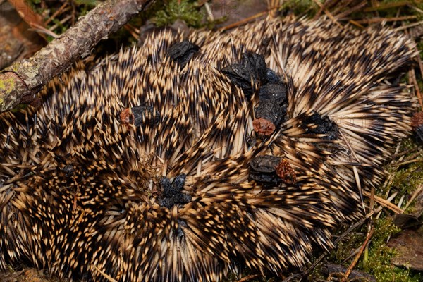 Red-necked silpha some beetles sitting on hedgehog spawn mating different seeing