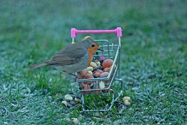 Robin sitting on shopping trolley with food in ripened grass, looking right