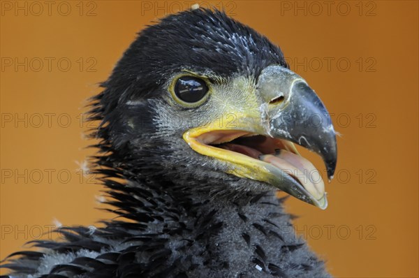 Young bald eagle (Haliaeetus Leucocephalus), Fuerstenfeld Monastery, Young eagle with black plumage and open beak in front of blurred background, (Captive) Fuerstenfeld Monastery, Fuerstenfeldbruck, Bavaria, Germany, Europe