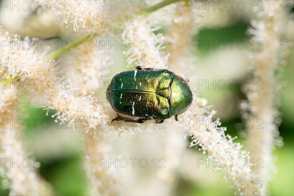 Rose chafers (Cetonia aurata), sitting on forest goat's beard (Aruncus dioicus), Allgaeu, Germany, Europe