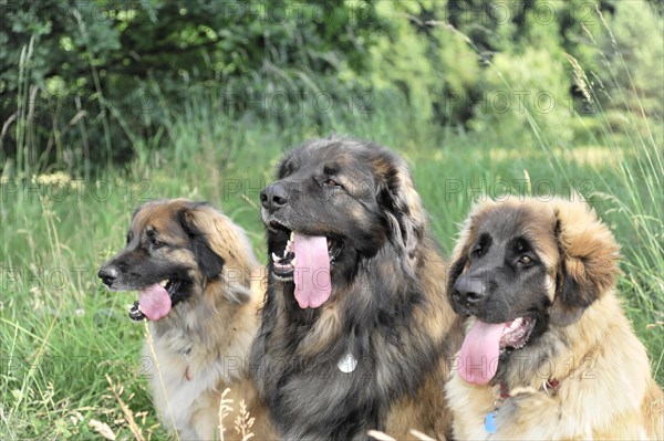 Leonberger dogs, Three dogs with different directions of view sitting together, Leonberger dog, Schwaebisch Gmuend, Baden-Wuerttemberg, Germany, Europe