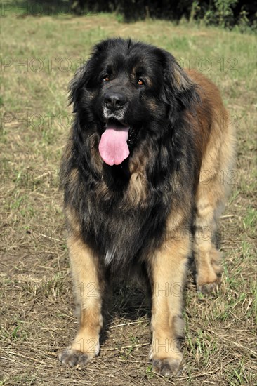 Leonberger dog, Brown-black dog with tongue sticking out standing on grass, Leonberger dog, Schwaebisch Gmuend, Baden-Wuerttemberg, Germany, Europe