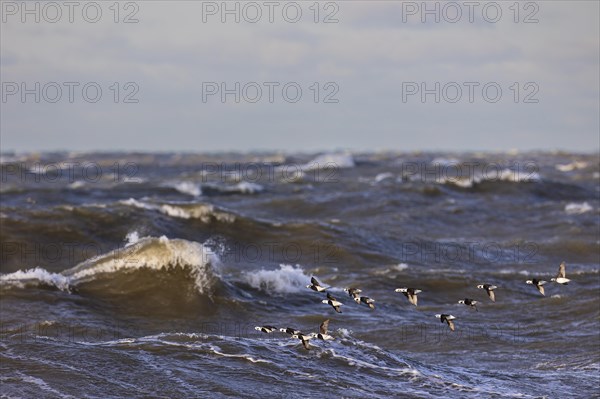 Long-tailed duck (Clangula hyemalis), small flock in flight over turbulent sea, Laanemaa, Estonia, Europe