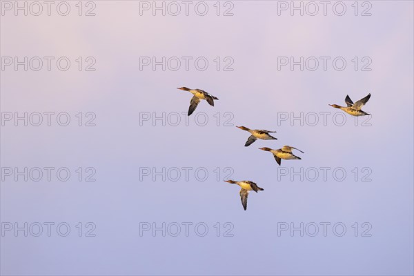 Red-breasted Merganser (Mergus serrator), small flock in flight, Laanemaa, Estonia, Europe