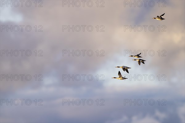 Red-breasted Merganser (Mergus serrator), small flock in flight, Laanemaa, Estonia, Europe