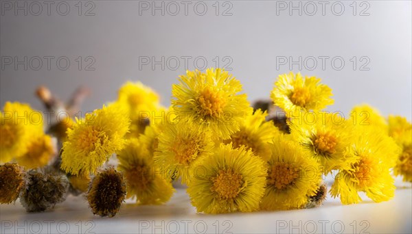 Close-up of coltsfoot flowers with focus on the texture, medicinal plant coltsfoot, Tussilago farfara, AI generated, AI generated