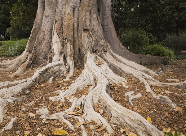 Close-up of long Ficus elastica, Rubber Plant tree roots and trunk in summer, Seville, Spain, Europe