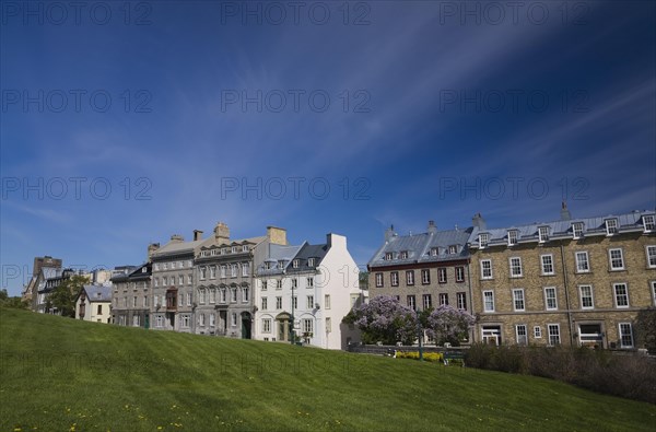 Old historical architectural residential buildings on Saint-Denis avenue in Upper Town and sloped green grass field with yellow Taraxacum officinale, Dandelion flowers in spring, Old Quebec City, Quebec, Canada, North America