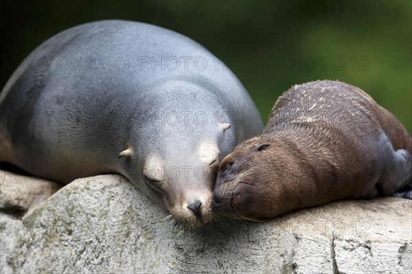 California sea lion (Zalophus californianus), An adult sea lion and a juvenile showing love and bonding while cuddling on a rock