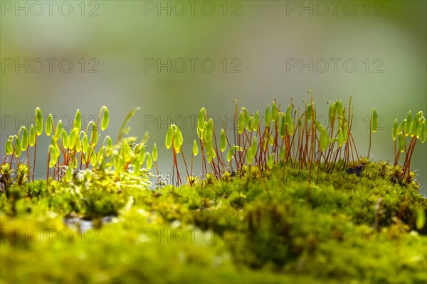 Charming mosses and lichens, spring, Germany, Europe