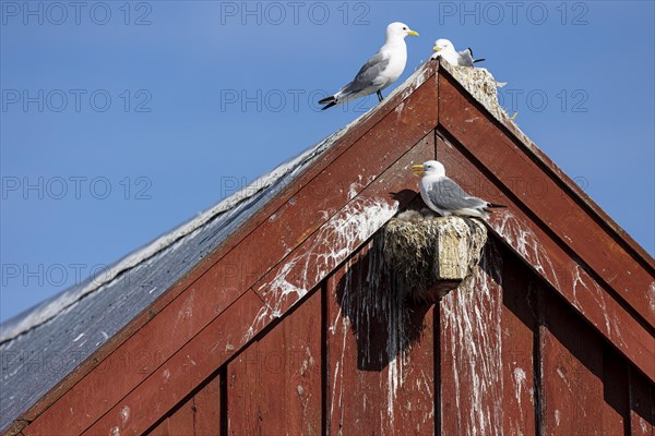 Kittiwake (Rissa tridactyla), adult bird panting with chicks on nest on house facade, Vardo, Varanger, Finnmark, Norway, Europe