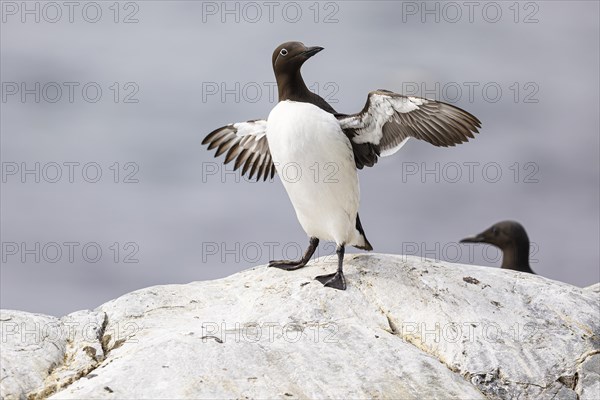 Common guillemot (Uria aalge) flapping its wings, Hornoya Island, Vardo, Varanger, Finnmark, Norway, Europe