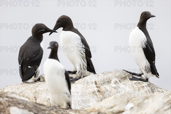 Common guillemot (Uria aalge), small group of adult birds on rock, Hornoya Island, Vardo, Varanger, Finnmark, Norway, Europe