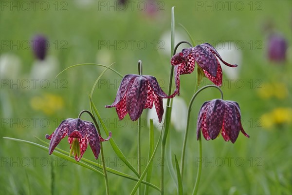 Charming chequerboard flower, spring, Germany, Europe