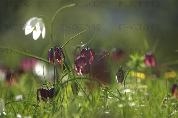 Enchanting chequerboard flowers, April, Germany, Europe