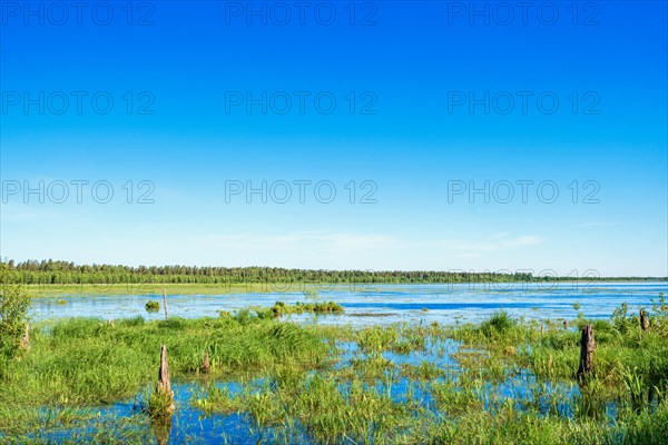 View at a flooded wetland with green aquatic plants a sunny beautiful summer day