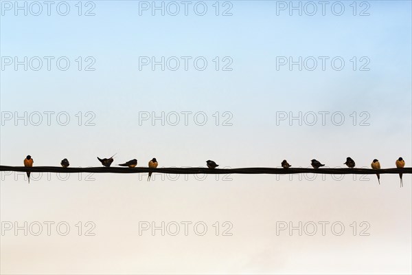 Swallows gathering on power line, flock of birds, migratory birds, Lake Kerkini, Lake Kerkini, Central Macedonia, Greece, Europe