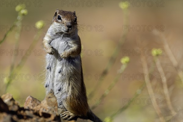 Barbary ground squirrel (Atlantoxerus getulus) or North African bristle squirrel, Fuerteventura, Canary Islands, Spain, Europe