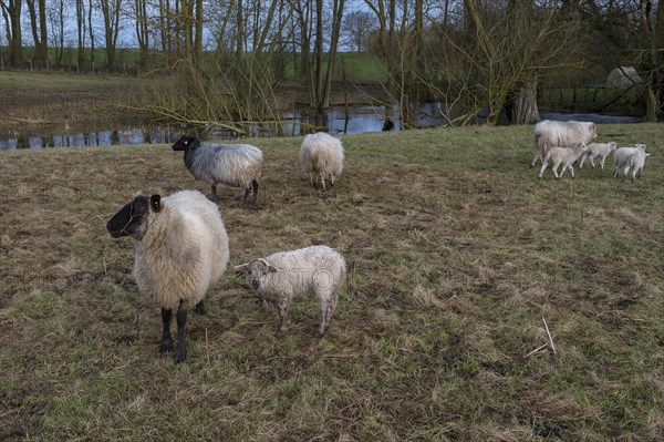 Horned Mooeschnucken (Ovis aries) with their lambs on the pasture, Meckenburg-Vorpommern, Germany, Europe