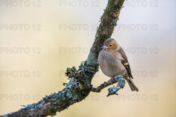 Female of Chaffinch, Fringilla coelebs, bird in forest at winter sun