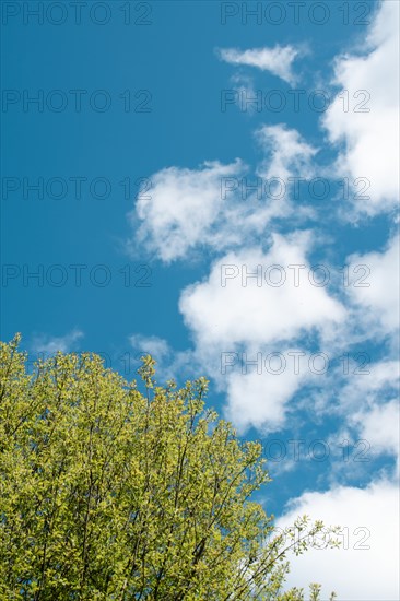 A clear blue sky with clouds over green treetops on a sunny spring day, Neubeuern, Germany, Europe