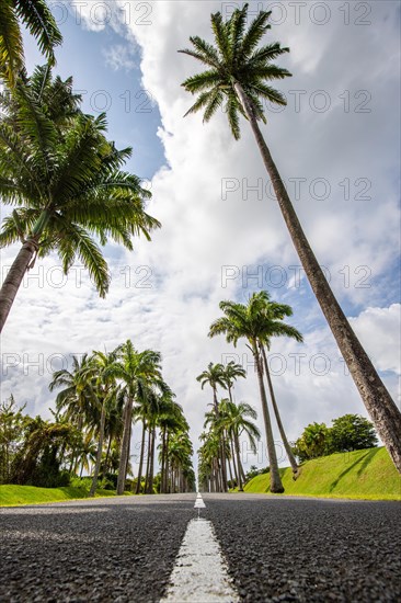 The famous palm avenue l'Allee Dumanoir. Landscape shot from the centre of the street into the avenue. Taken on a changeable day on Grand Terre, Guadeloupe, Caribbean, North America