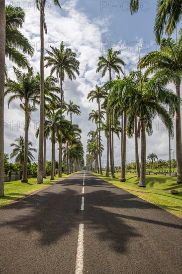 The famous palm avenue l'Allee Dumanoir. Landscape shot from the centre of the street into the avenue. Taken on a changeable day on Grand Terre, Guadeloupe, Caribbean, North America