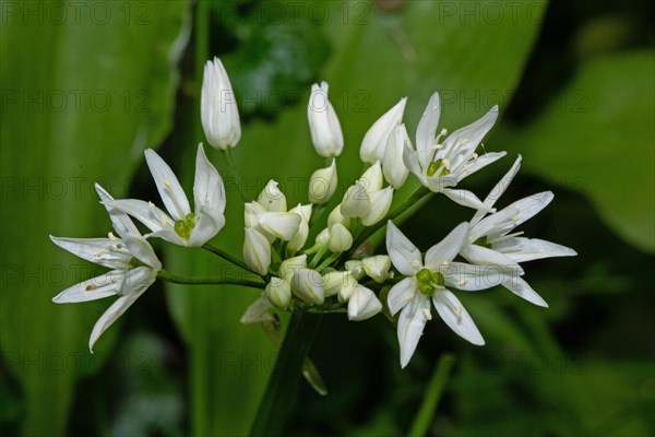 Wild garlic a few open white flowers