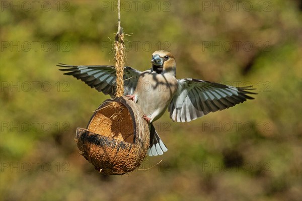Hawfinch male with open wings hanging on food dish looking from the front