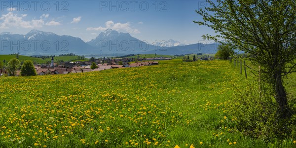 Common dandelion (Taraxacum sect. Ruderalia) in spring, meadow near Rieden am Forggensee, Ostallgaeu, Allgaeu, Bavaria, Germany, Europe