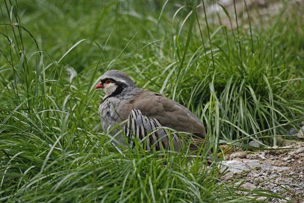 Rock partridge (Alectoris graeca), mountains