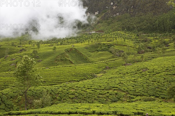 Green hilly landscape with tea plantations in the clouds, Munnar, Kerala, India, Asia