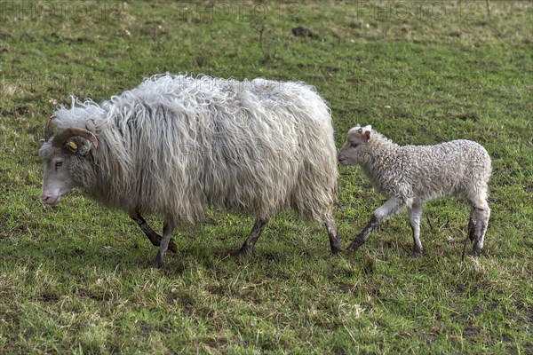 Moorschnucke (Ovis aries) with her lamb on the pasture, Mecklenburg-Vorpommern, Germany, Europe