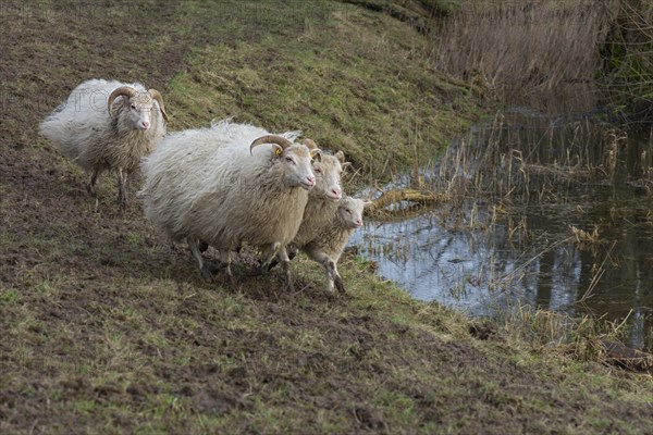 Running moorland sheep (Ovis aries) with lamb on the pasture, Mecklenburg-Western Pomerania, Germany, Europe