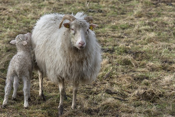 Horned moorland sheep (Ovis aries) with their lamb on the pasture, Mecklenburg-Western Pomerania, Germany, Europe