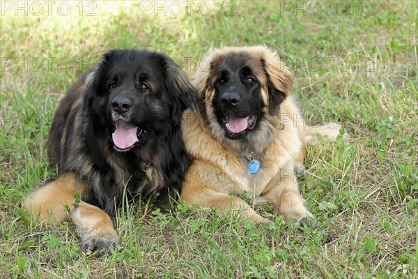 Leonberger dogs, Two friendly looking Leonberger dogs on a summery meadow, Leonberger dog, Schwaebisch Gmuend, Baden-Wuerttemberg, Germany, Europe
