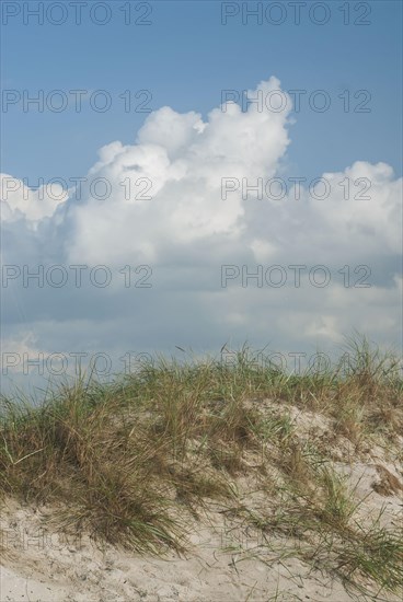 Dunes on the west beach near Zingst, Mecklenburg-Western Pomerania